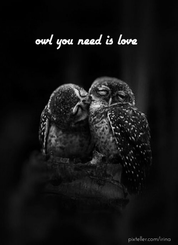 Owl you need is love Design 