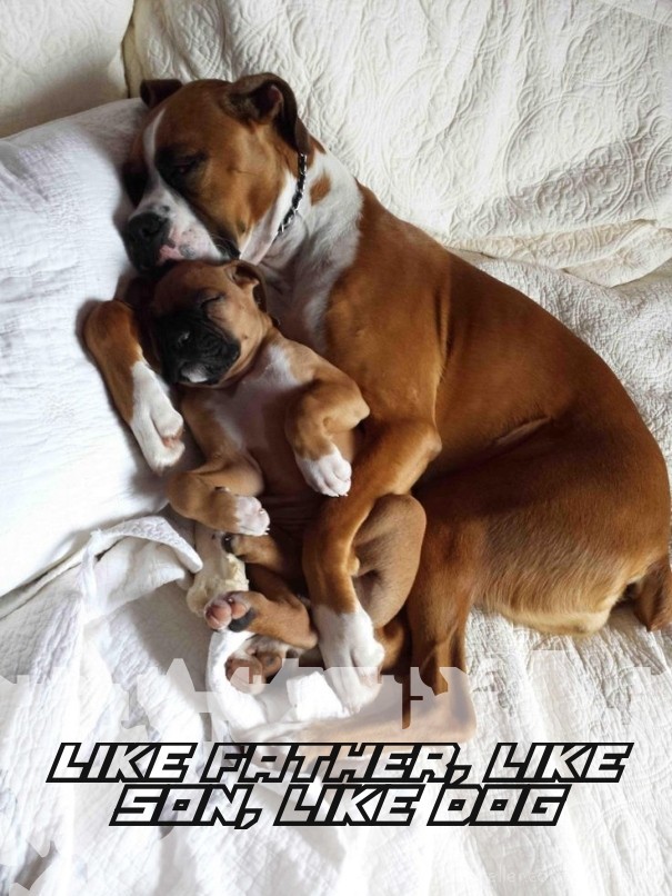 Like father, like son, like dog Design 