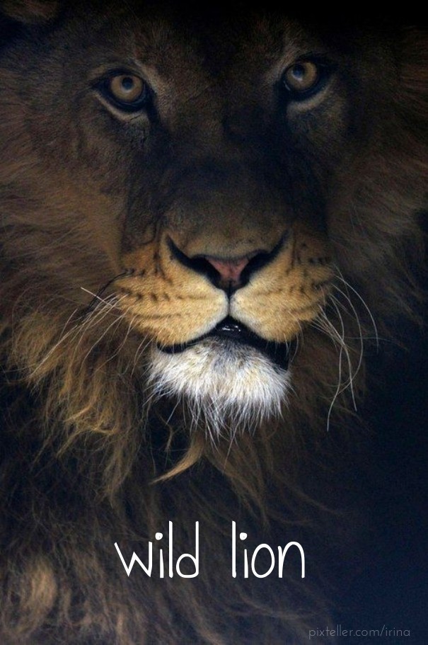 Wild lion Design 