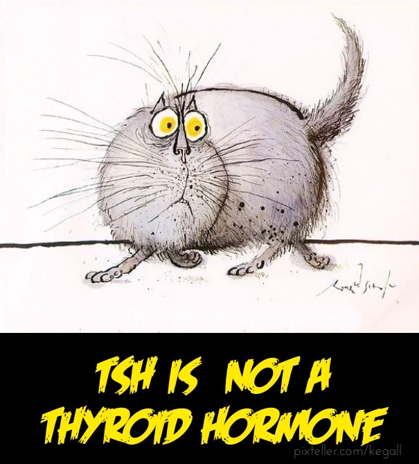 Tsh is not a thyroid hormone Design 