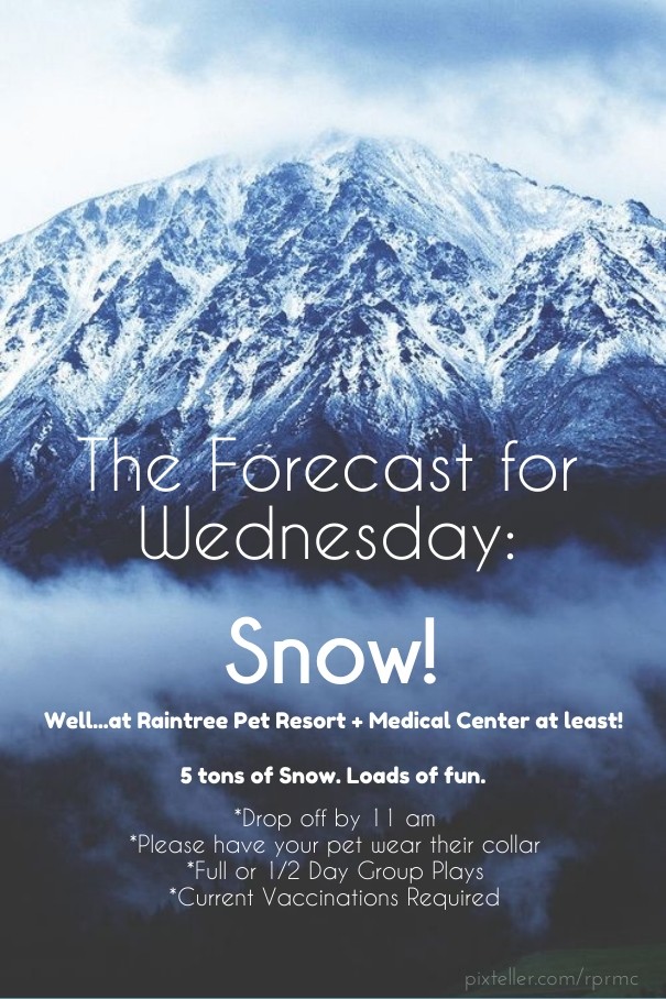 The forecast for wednesday: snow! Design 