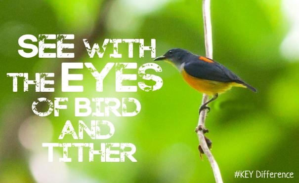 See with the eyes of bird and tither Design 