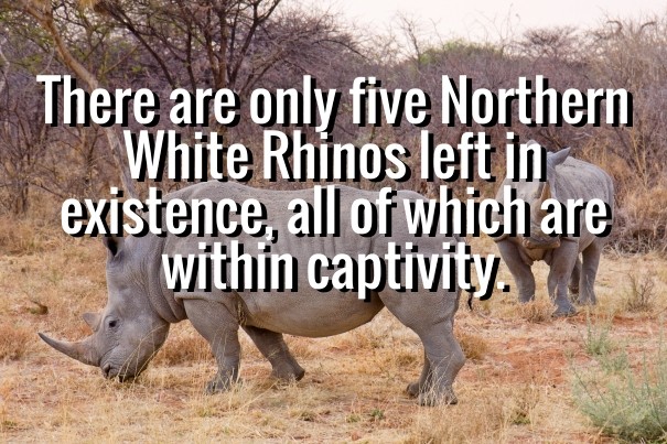 There are only five northern white Design 