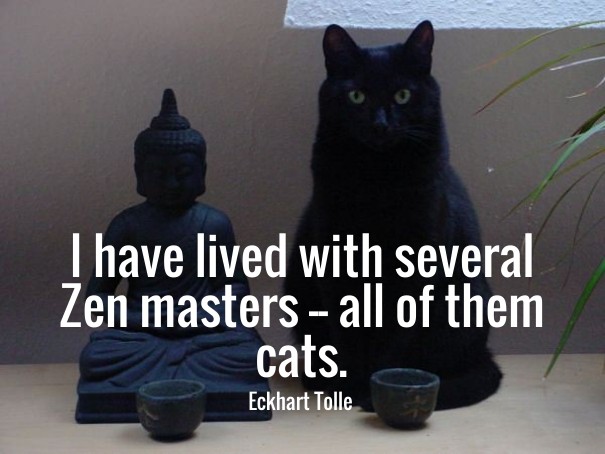 I have lived with several zen Design 