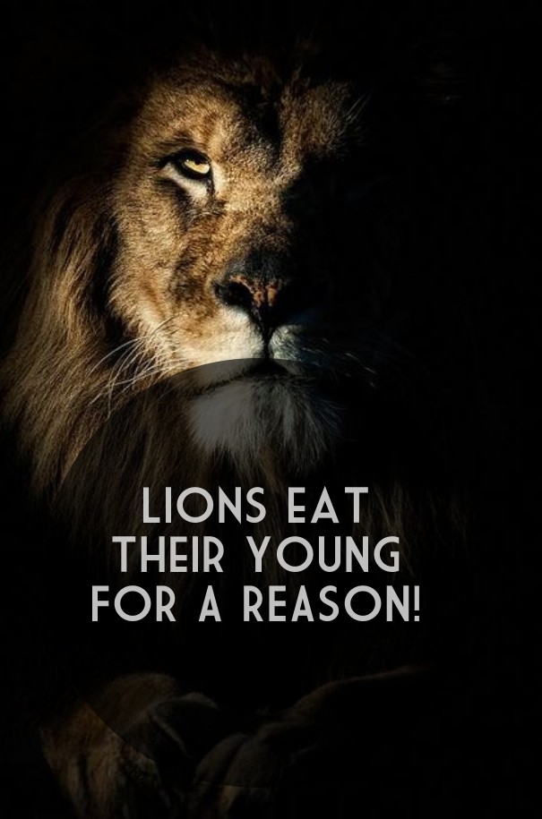Lions eat their young for a reason! Design 