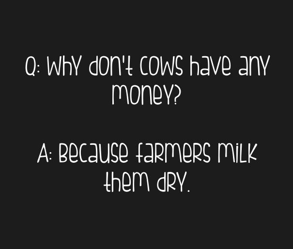 Q: why don't cows have any money? a: Design 