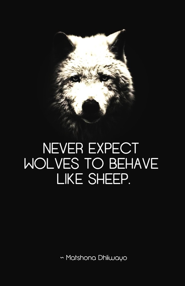 Never expect wolves to behave like Design 