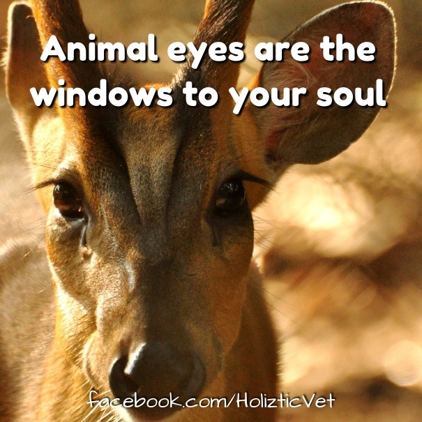 Animal eyes are the windows to your Design 