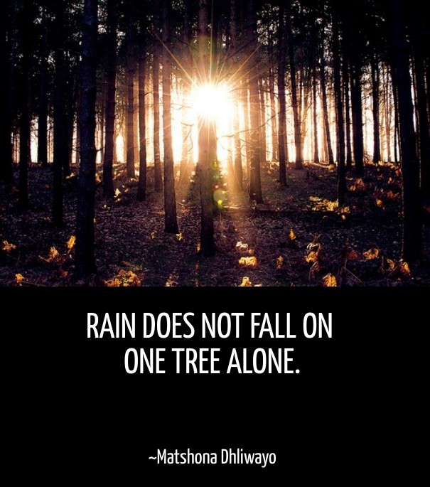 Rain does not fall on one tree Design 