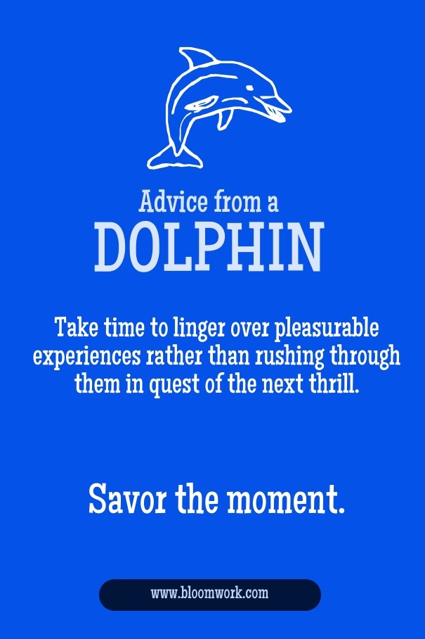 Advice from a dolphin Design 
