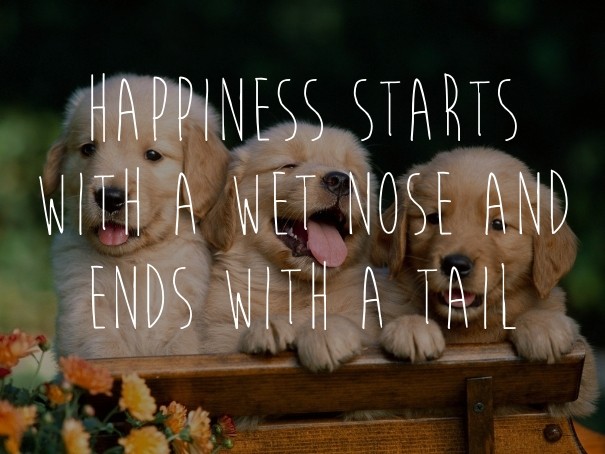 Happiness starts with a wet nose and Design 