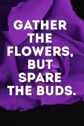 #quote #poster #flower #simple