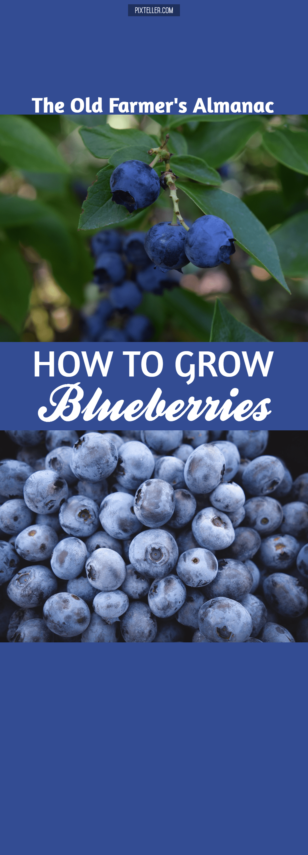OFA 5-11-17 grow Blueberries Design 