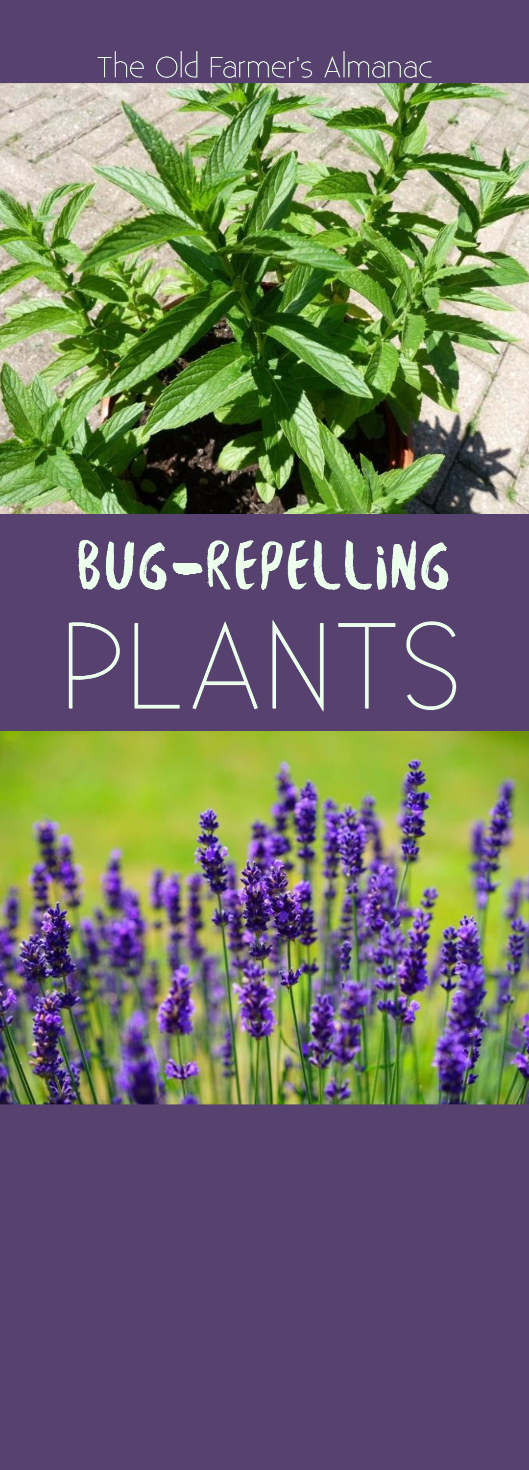 OFA 6-27-17 insect repelling plants Design 
