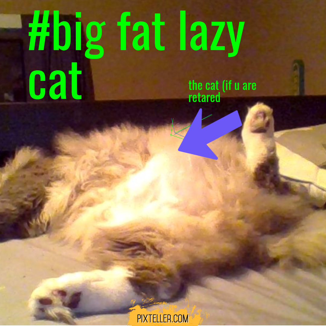 my fat lazy cat Design 