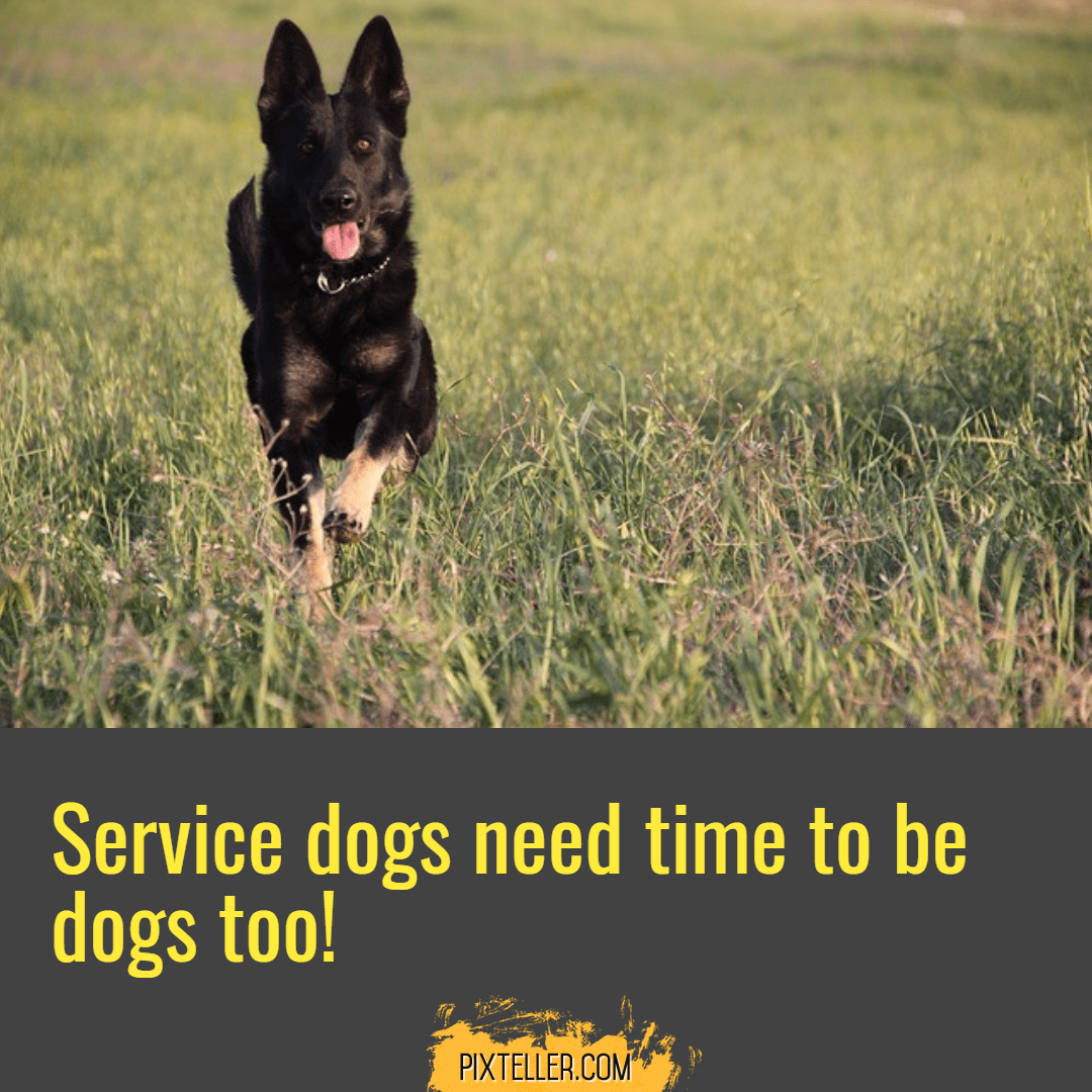 service dogs need time to be dogs Design 