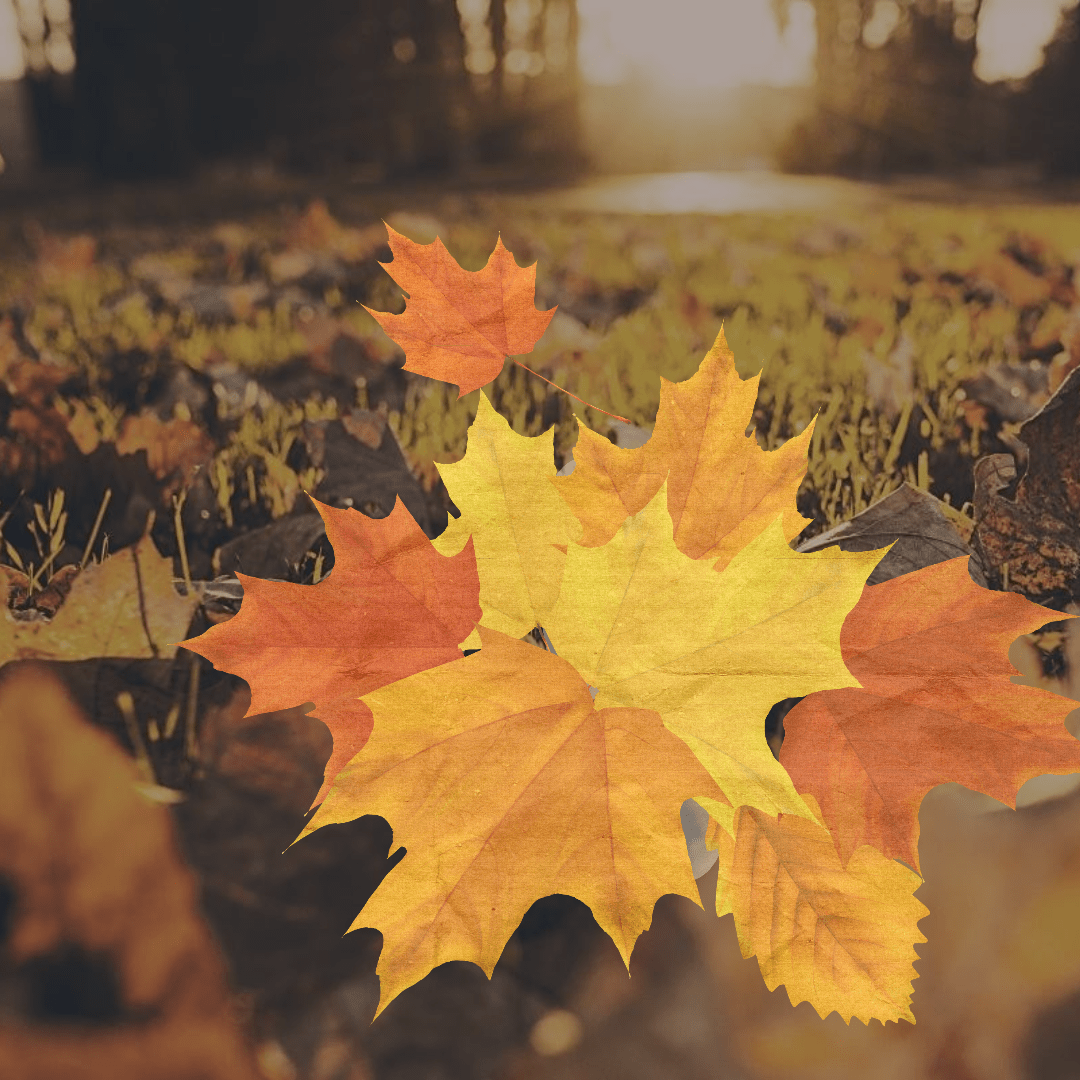 #autumn #quote #poster #fall  Design 