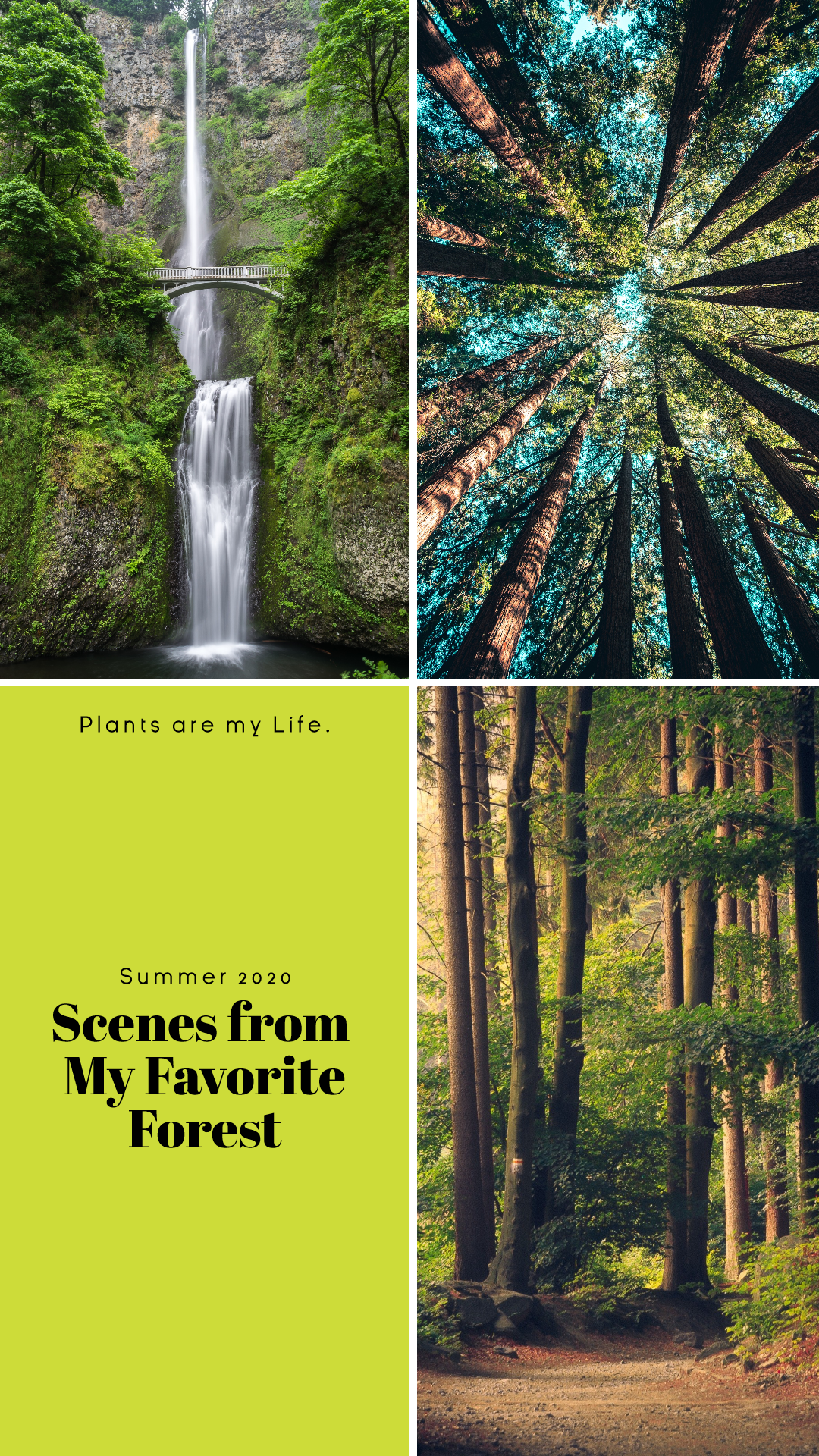 Green Nature Photo Book Collage Easy Animation  Template 