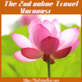 Lotus the Sacred Flower- Sacred Tourism Varanasi
