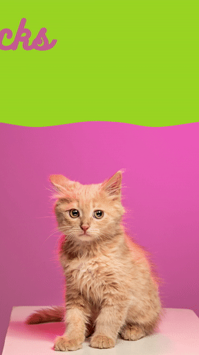 Pinterest Life Hacks Cats Pets